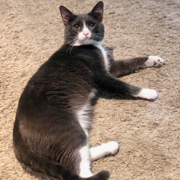 Meet your Posher, Mya - Picture 4 of 13